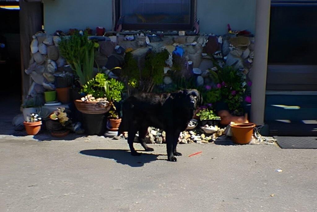 Cambria and Cayucos, 1996 — photo 11